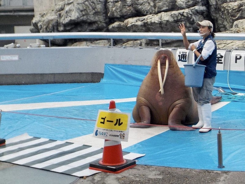 ショーで交通安全を呼びかけるセイウチ「みーちゃん」=県警提供