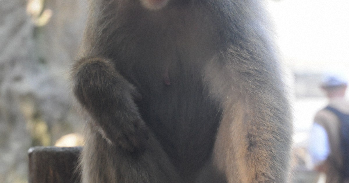 1st female boss monkey emerges at southwest Japan zoo - The