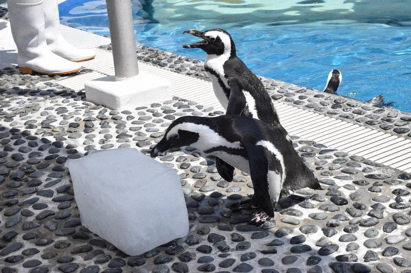 初体験、南極の氷 ペンギンに自衛隊贈る 四国水族館 ／香川 | 毎日新聞