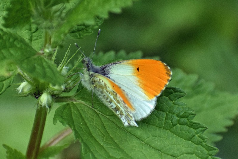 信州・野生の横顔：クモマツマキチョウ 鮮やか、オレンジ色の「妖精