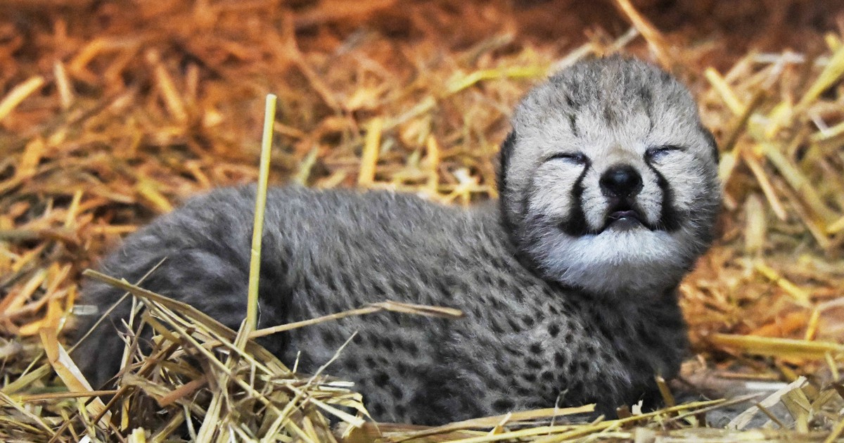 15年ぶりにチーターの赤ちゃん誕生 アドベンチャーワールド 毎日新聞
