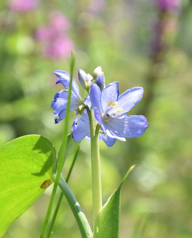 湧水エリアで初めて開花したミズアオイ=岩手県大槌町須賀町で2021年8月3日午後0時28分、中尾卓英撮影