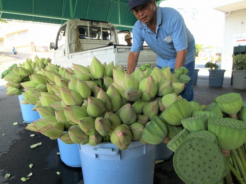 お盆を前に ハスのつぼみ出荷始まる 山口 岩国 毎日新聞