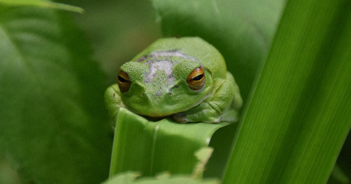 モリアオガエル カキラン 動植物の宝庫 長野 栄村が調査 毎日新聞
