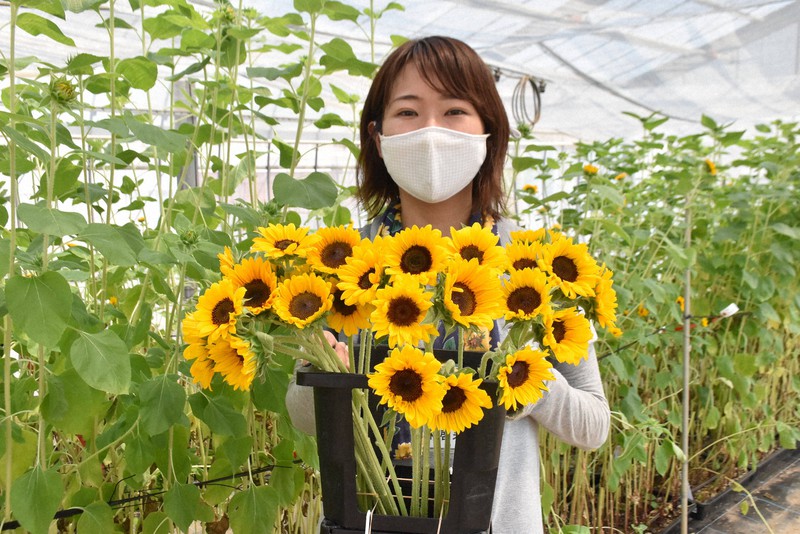 東京オリンピックのビクトリーブーケに採用された小型のヒマワリを持つ小林啓未さん=宮城県名取市で2021年8月4日午前11時11分、滝沢一誠撮影