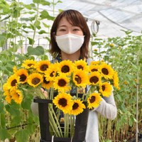 東京オリンピックのビクトリーブーケに採用された小型のヒマワリを持つ小林啓未さん＝宮城県名取市で2021年8月4日、滝沢一誠撮影