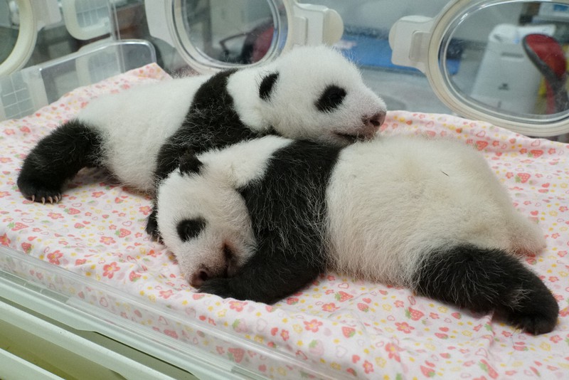 上野動物園 双子パンダの名前募集 末永く愛される名前を 毎日新聞