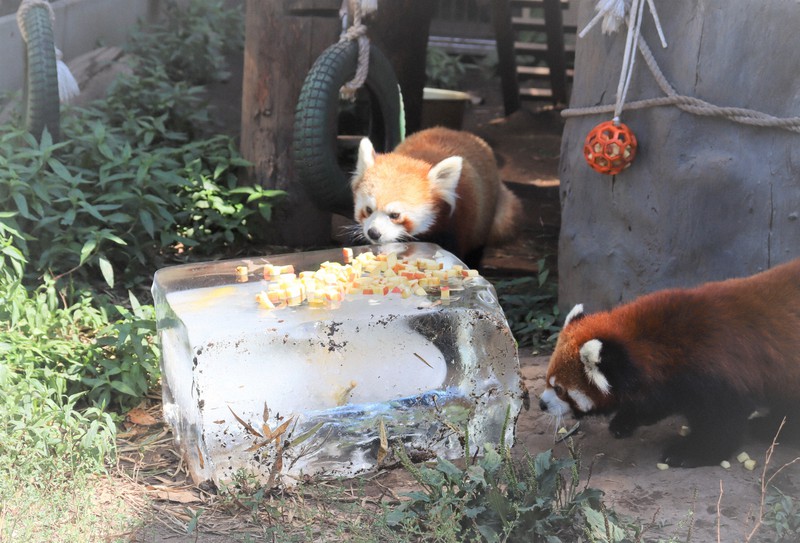 旭川で25日連続真夏日、最長記録更新中 クマには氷の贈り物 [写真特集2