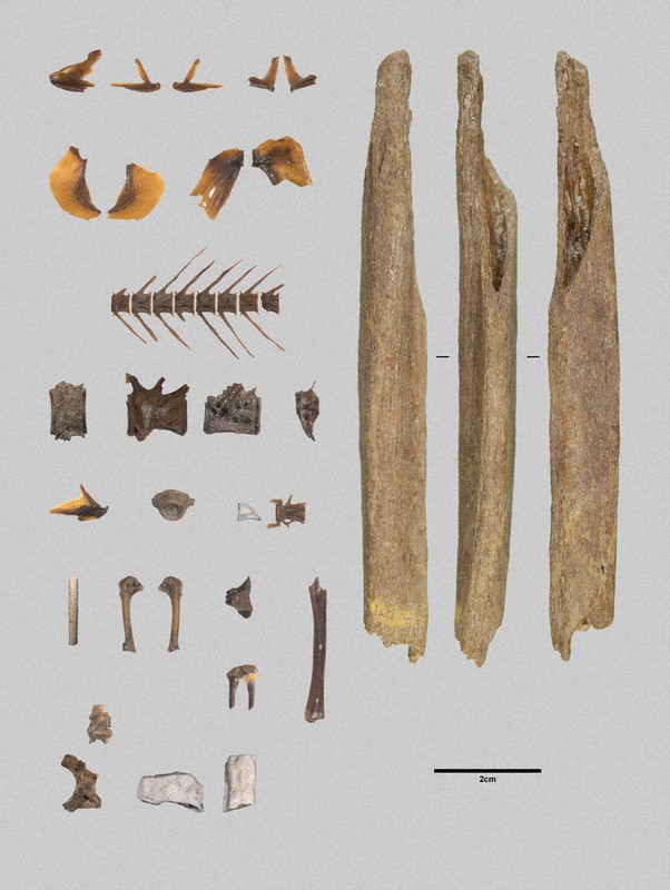 奈良時代の僧 魚に舌鼓 西大寺旧境内井戸 海産物残骸が大量発見 奈文研 奈良 毎日新聞