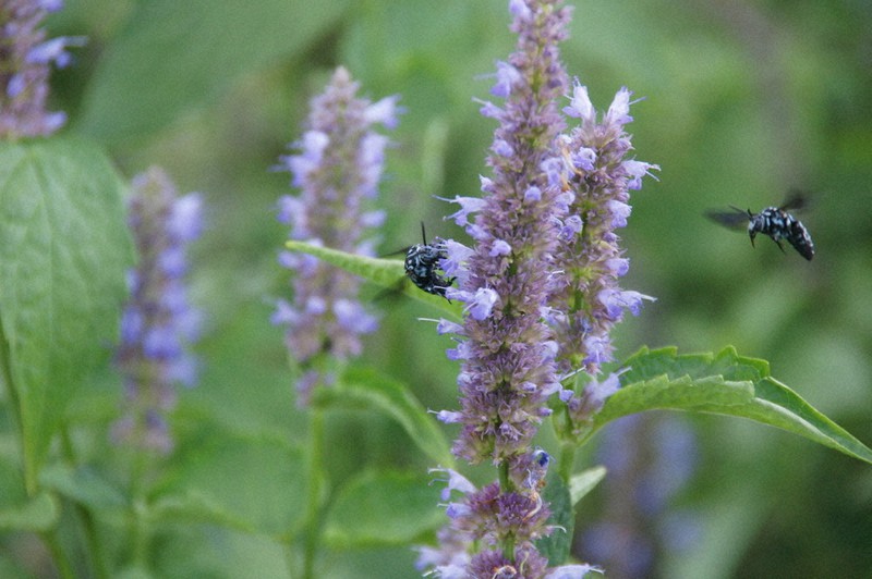 幸せ呼ぶ ブルービー 舞う 鹿屋の観光花園 鹿児島 毎日新聞