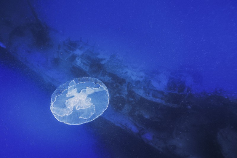 太平洋戦争中に沈没した「第50号駆潜艇」とされる船の周囲を所在なげに浮遊するミズクラゲ。左奥には高角砲が見える=東京都小笠原村で、三村政司撮影