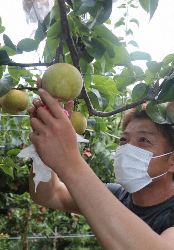 梨の収穫本格化 小ぶりで甘い実 かつらぎ 坂田農園 和歌山 毎日新聞