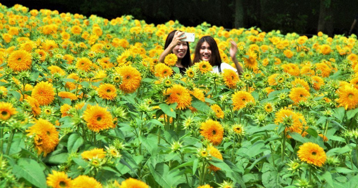 夏色 広がる ヒマワリ見ごろ 世羅 広島 毎日新聞