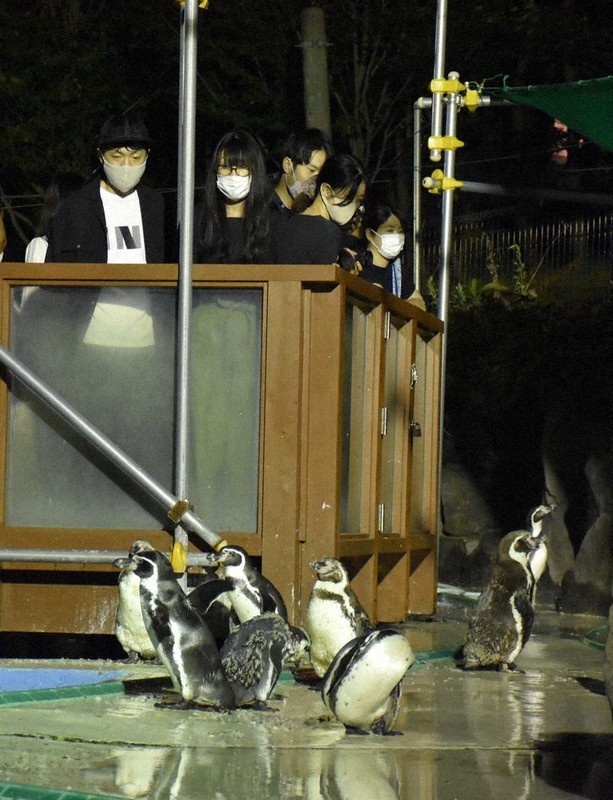 夜のトラに興奮 大森山動物園 秋田 毎日新聞