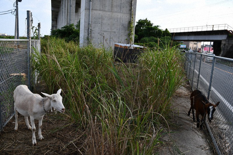 除草ヤギ、もぐもぐ活躍 4頭放牧、住民癒やし JR九州 熊本市の九州