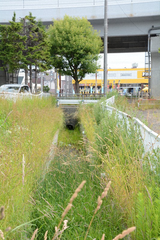 ヒグマが移動したと考えられる水路の行き止まり。この先の市街地に出没した=札幌市東区で7月、岸川弘明撮影