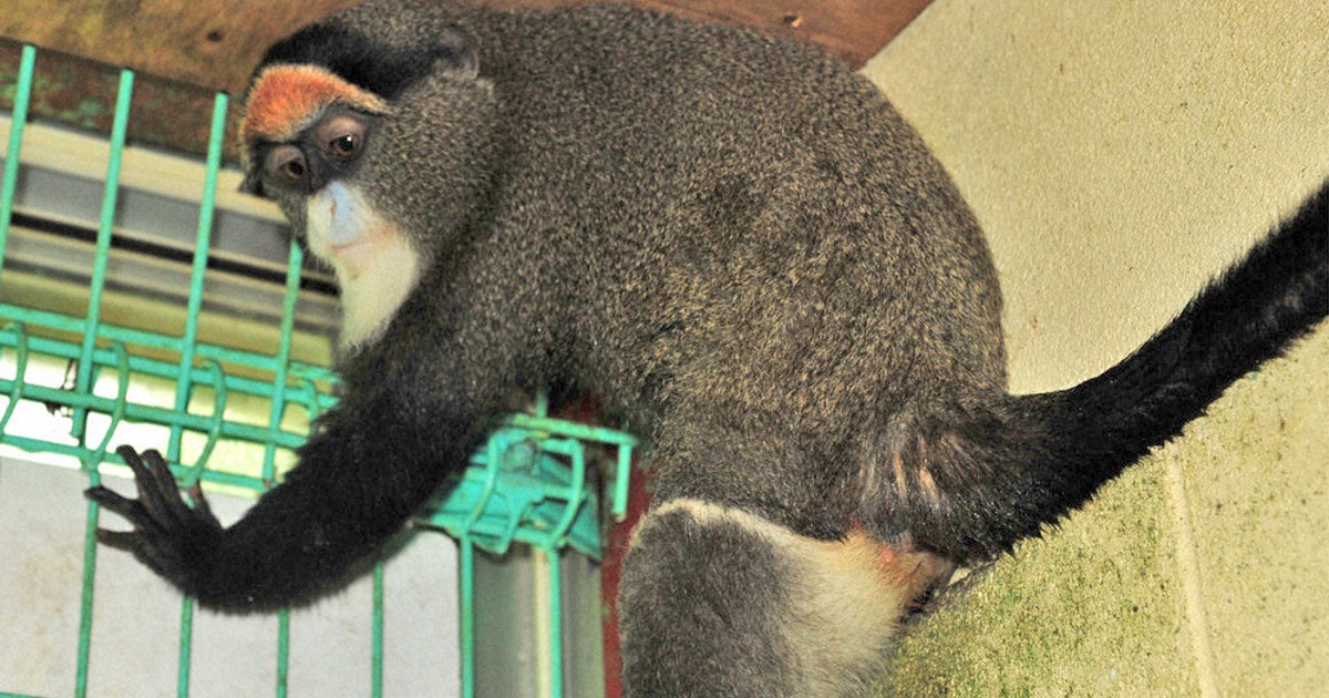 黄門さま がやって来た 福知山市動物園に雌のサル 京都 毎日新聞