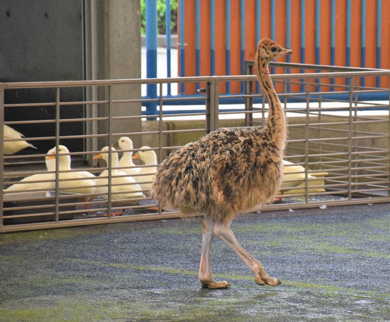 「ふれあい広場」で歩き回るひな=愛媛県砥部町の県立とべ動物園で、斉藤朋恵撮影