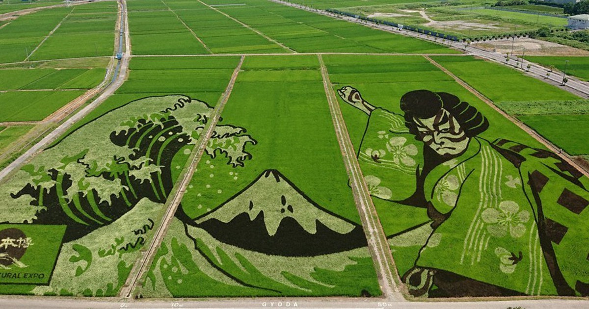 遠近法と4色を駆使 ギネス認定 世界最大 田んぼアート 埼玉 毎日新聞