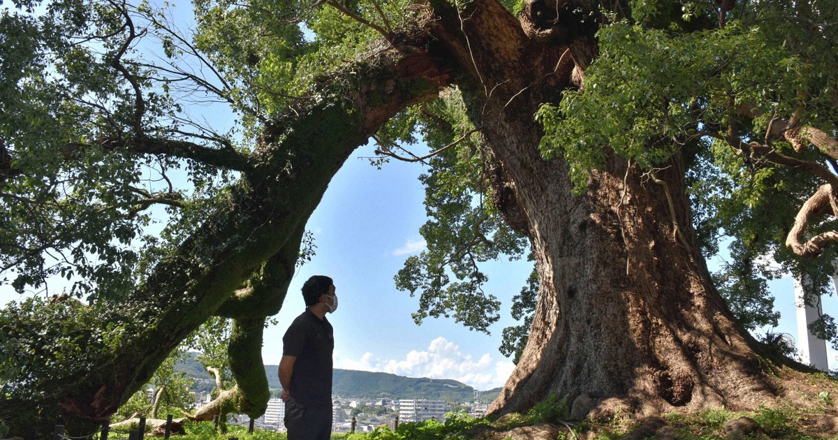 藤崎台球場の巨大クスノキ 直径1.5mの枝折れる 風雨影響か | 毎日新聞