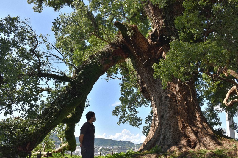 藤崎台球場の巨大クスノキ 直径1.5mの枝折れる 風雨影響か | 毎日新聞
