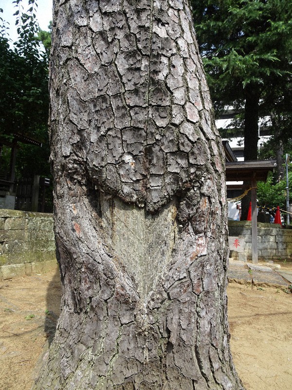 クロマツに残された松ヤニ採取跡=千葉県市川市新田で2020年7月20日午後2時31分、小林多美子撮影
