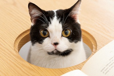 猫におしゃれ首輪 牛革に真ちゅうバックル 使い込むほど味  毎日新聞