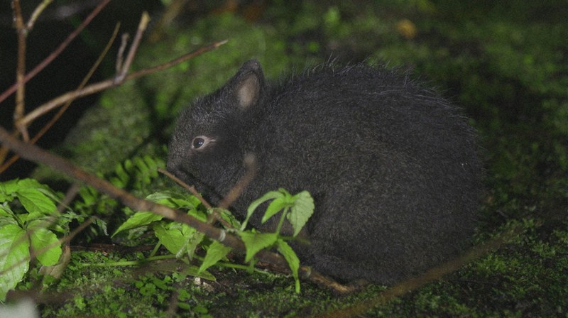 奄美大島と徳之島に生息するアマミノクロウサギ