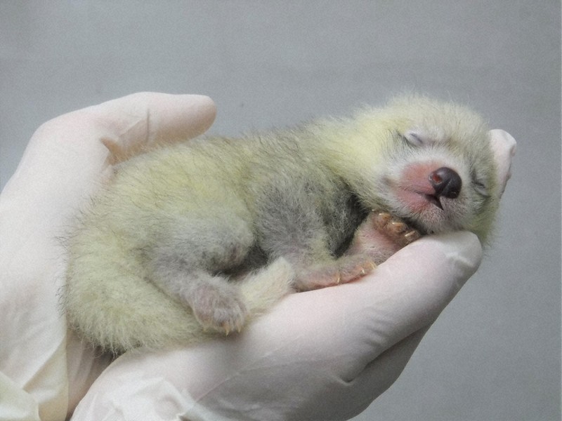 6さいからのニュース：なんの赤ちゃん？ 静岡 | 毎日新聞