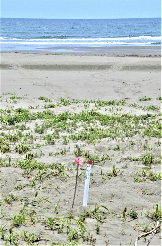 2020年5月、お倉ケ浜海岸北側で確認されたアカウミガメが上陸、産卵した地点=宮崎県日向市で2020年5月21日、重春次男撮影