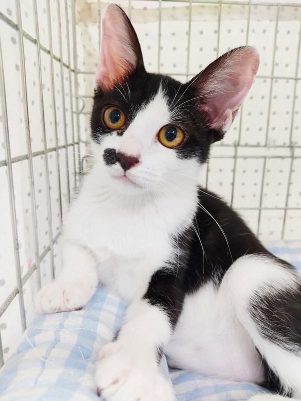 オンラインで保護猫譲渡会 東京 足立区のnpoが初開催 毎日新聞