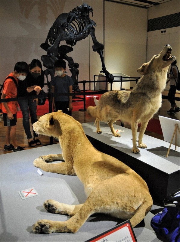 詳しい作品解説 モンスター展Ⅱ いのちのたび博物館 | 毎日新聞