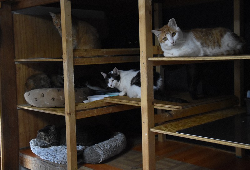 不幸な猫減らしたい シェルターで守る小さな命 大阪の保護団体 毎日新聞