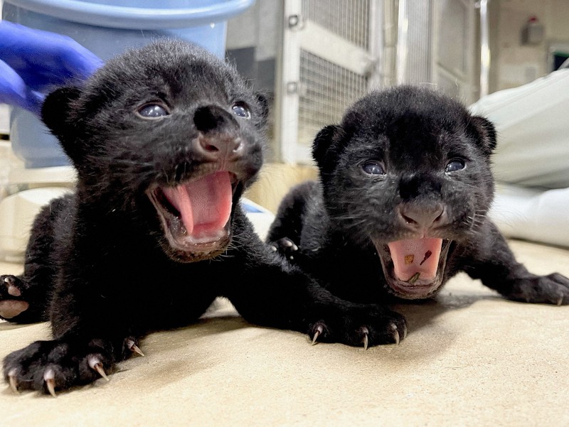 おなか減ったよ ジャガーの双子誕生 神戸 王子動物園 毎日新聞