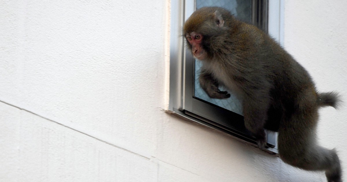Japanese monkey様 Kitan Club Japan Exclusive Japanese Macaque Snow Monkey