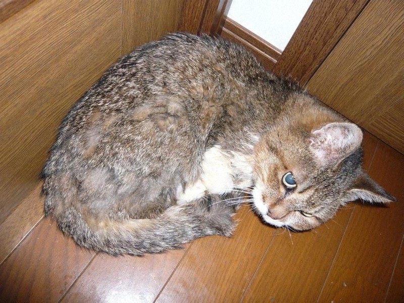 Veterinarian in Japan warns of resale price gouging on scarce