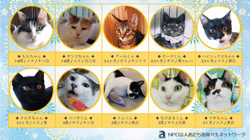 オンラインで保護猫譲渡会 足立のnpo きょう午後8時から 東京 毎日新聞