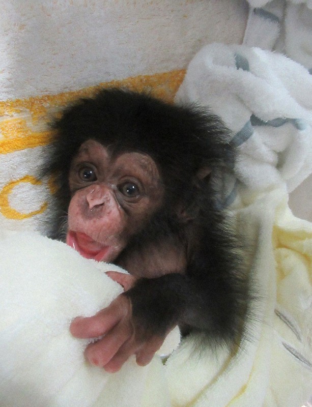 チンパンジーの赤ちゃん9年ぶり 元気に育つ 日立かみね動物園 | 毎日新聞