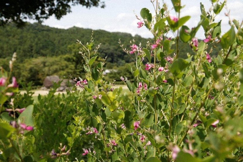 石舞台古墳を背に咲くヤマハギの花=明日香村で