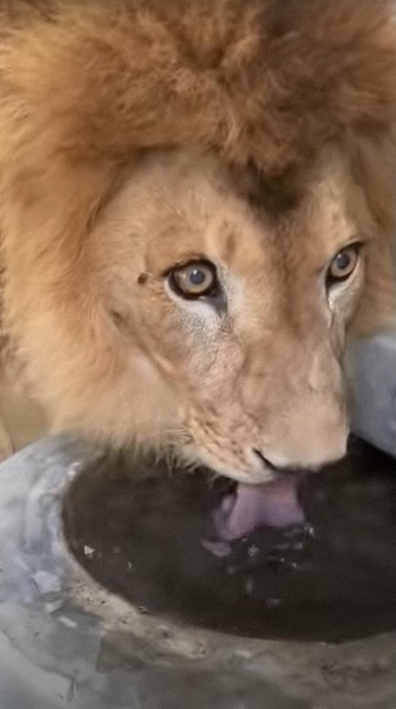 水ひたすらゴクゴク 動物が水分補給 動画で熱中症対策呼びかけ 毎日新聞