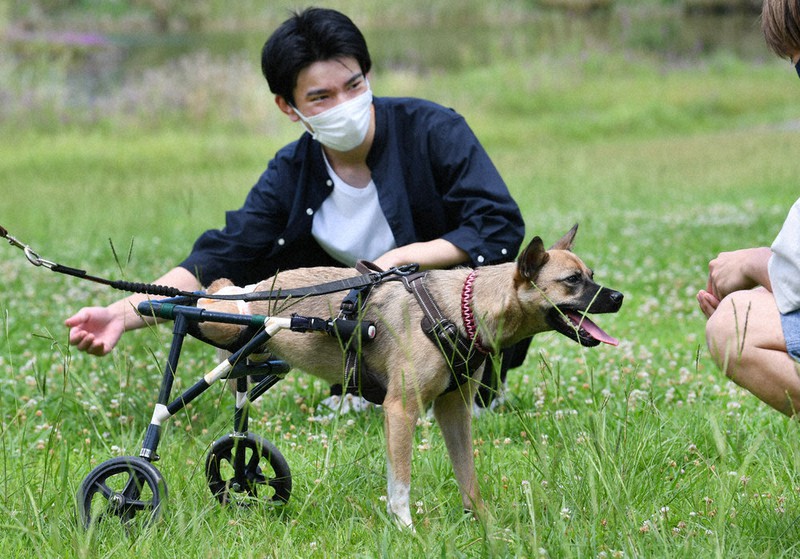 犬の車椅子を作った山岸将大さんとこいみ=福岡市東区で2021年7月18日、矢頭智剛撮影