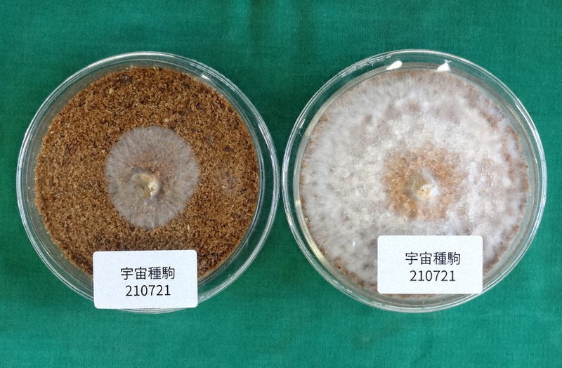 シャーレの中心にある種駒から放射状に伸びたシイタケの菌糸=森産業提供