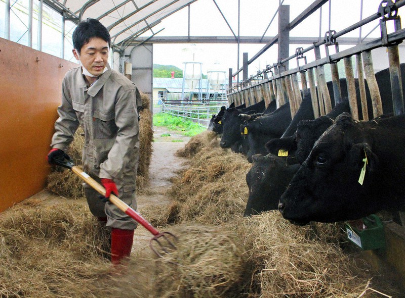 飼育する牛に牧草を与える福島幸太朗さん=北海道厚真町幌里で2021年8月25日、源馬のぞみ撮影