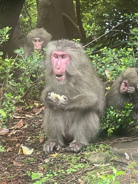 屋久島「サルにエサをやらないで」人里に近づく恐れ 森に影響も | 毎日新聞