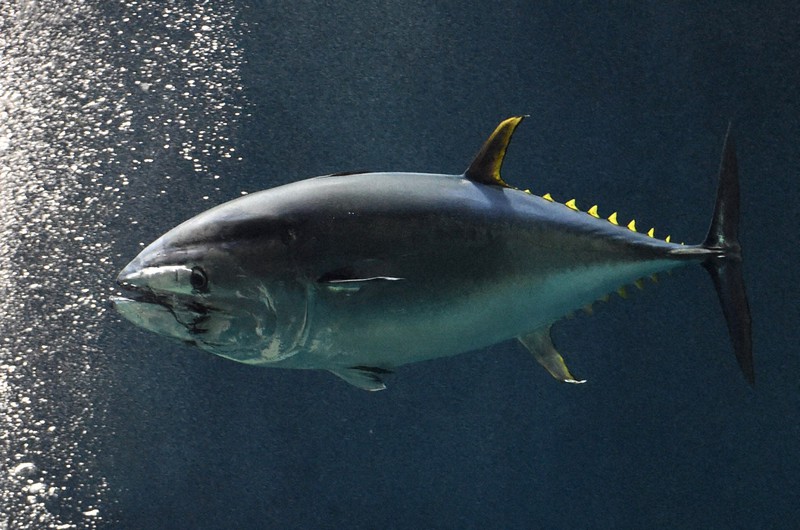 Pacific, Atlantic bluefin tuna no longer listed as 'endangered' on