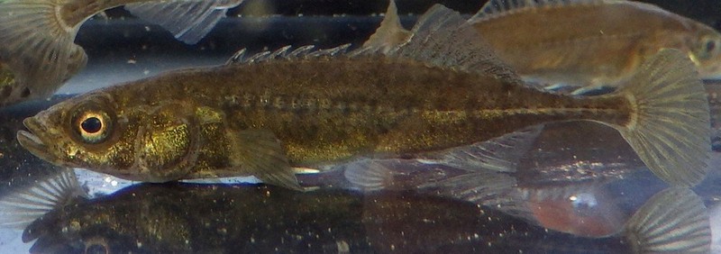 「カクレトミヨ」と命名されたイバラトミヨの特殊型=半沢直人・山形大教授提供
