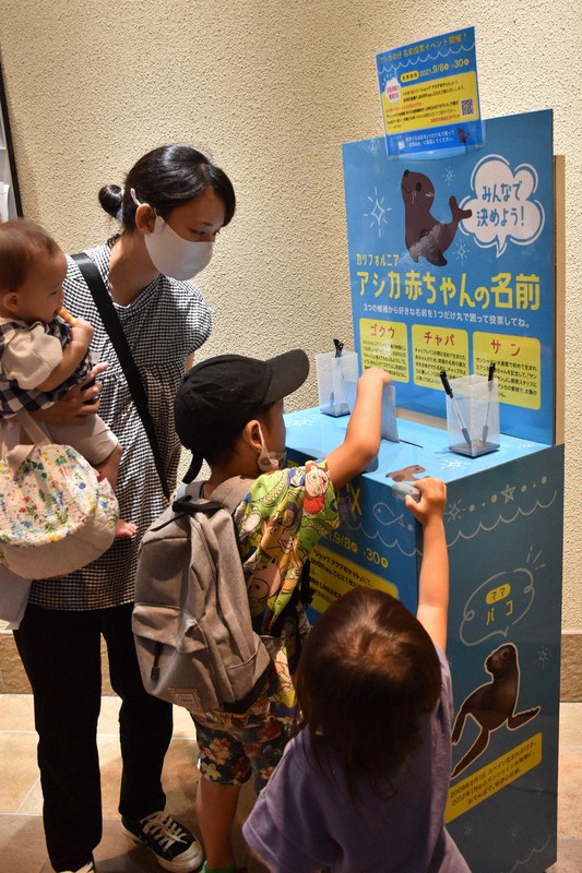 サンシャイン水族館でアシカの赤ちゃん 名前 三つから選んで 毎日新聞 サンシャイン水族館でアシカの赤ちゃん 名前 三つから選んで 毎日新聞