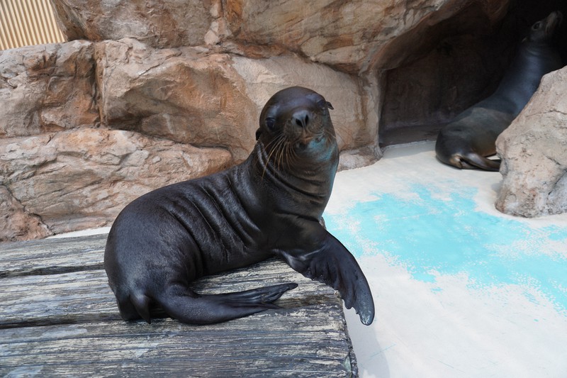 サンシャイン水族館でアシカの赤ちゃん 名前 三つから選んで 毎日新聞 サンシャイン水族館でアシカの赤ちゃん 名前 三つから選んで 毎日新聞