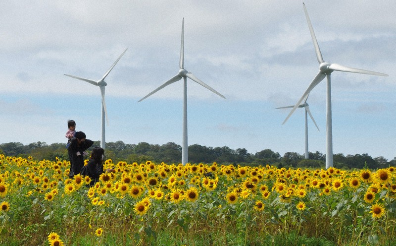 風にそよぐヒマワリ 110万本 中旬まで見ごろ 郡山 布引高原 福島 毎日新聞