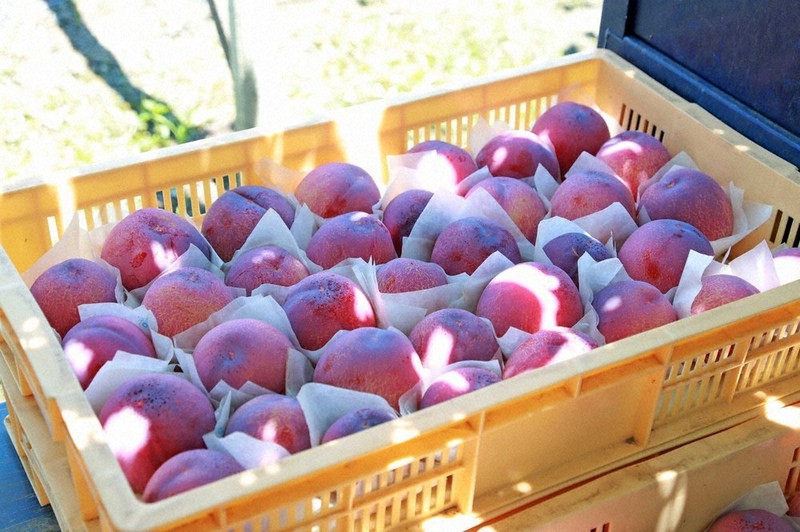 甘みと酸味のバランスが良くジューシーな味わいが特徴のブランドスモモ「貴陽」=山梨県のJA南アルプス市提供